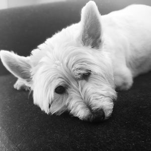 Meet your Posher, Whitney